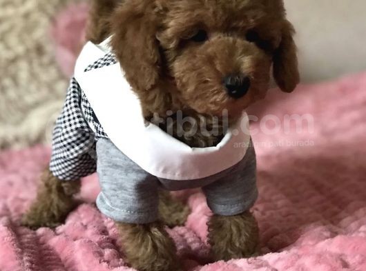 Toy Poodle Mini Boy Yavrular görsel