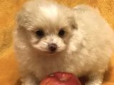 Maltipoo Mix Irk Garantili Yavrular