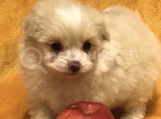 Maltipoo Mix Irk Garantili Yavrular görsel