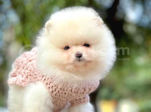 Safkan Teddy Ayı Surat Boo Yavrularımız görsel