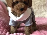 Toy Poodle Mini Boy Yavrular