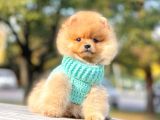 Ayıcık Surat Boo Pomeranian Yavrular