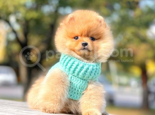 Ayıcık Surat Boo Pomeranian Yavrular görsel