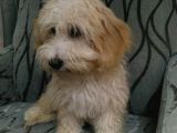 3 Aylık Maltipoo