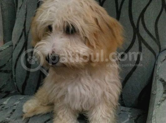 3 Aylık Maltipoo görsel