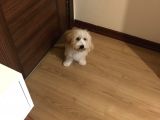 3 Aylık Maltipoo