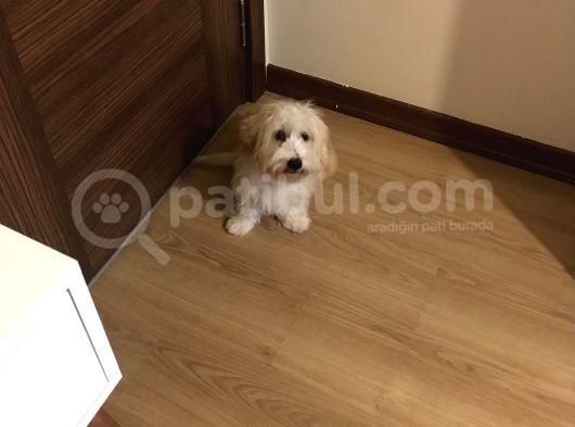 3 Aylık Maltipoo görsel