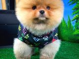 Ayı Surat Pomeranian Boo Yavrularımız