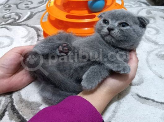 5 Erkek 1 Di̇şi̇ Scotti̇sh Ve Bri̇ti̇sh Yavrularim görsel