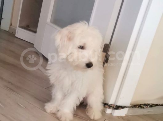 3 Aylık Yavru Köpeğimize Yuva Arıyoruz