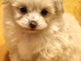 Maltipoo Mix Irk Garantili Yavrular