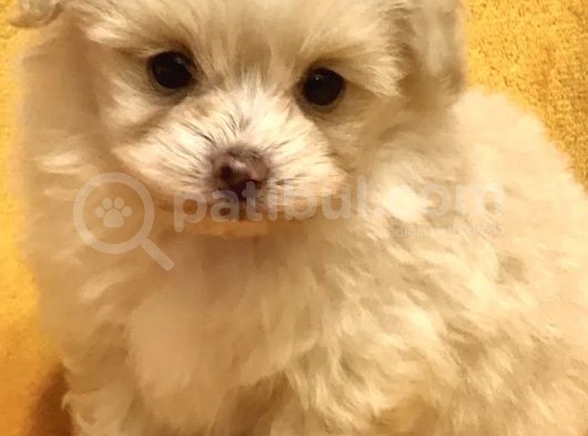 Maltipoo Mix Irk Garantili Yavrular