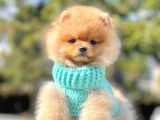 Ayıcık Surat Boo Pomeranian Yavrular