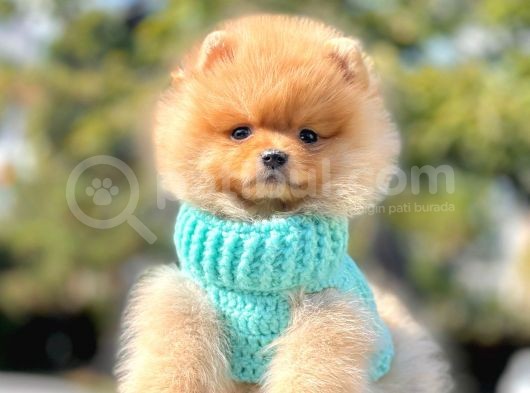 Ayıcık Surat Boo Pomeranian Yavrular görsel