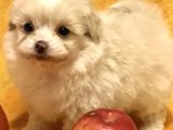 Maltipoo Mix Irk Garantili Yavrular