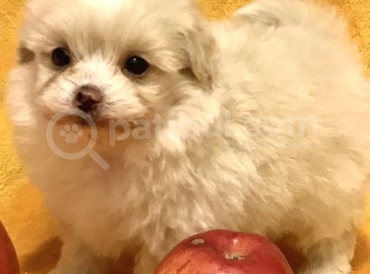 Maltipoo Mix Irk Garantili Yavrular görsel
