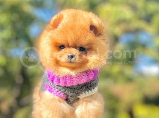 Safkan Teddy Ayı Surat Boo Yavrularımız görsel
