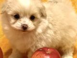 Maltipoo Mix Irk Garantili Yavrular