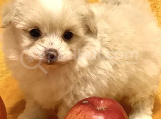 Maltipoo Mix Irk Garantili Yavrular görsel