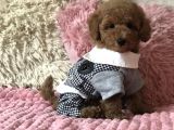 Toy Poodle Mini Boy Yavrular