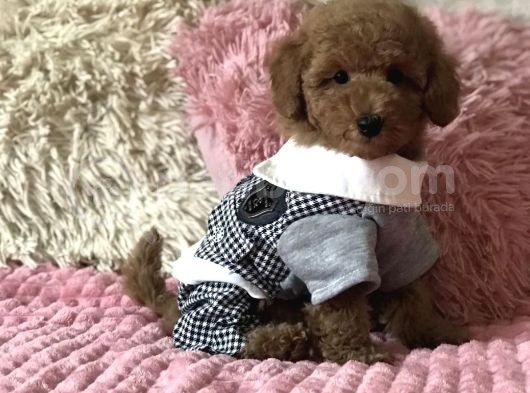 Toy Poodle Mini Boy Yavrular görsel