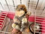 İki Adet 9 Aylık Dişi Scottish Fold Acil