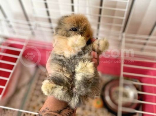 İki Adet 9 Aylık Dişi Scottish Fold Acil görsel