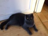 İki Adet 9 Aylık Dişi Scottish Fold Acil