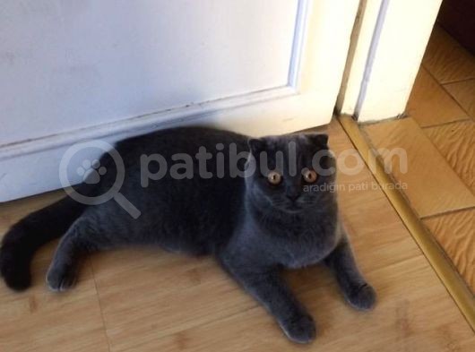İki Adet 9 Aylık Dişi Scottish Fold Acil görsel