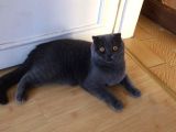 İki Adet 9 Aylık Dişi Scottish Fold Acil