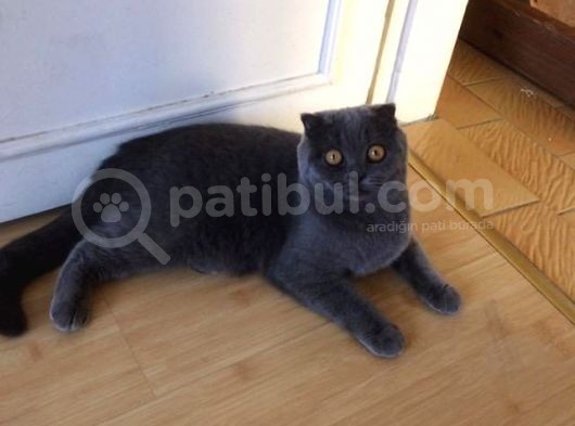 İki Adet 9 Aylık Dişi Scottish Fold Acil görsel