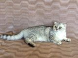 İki Adet 9 Aylık Dişi Scottish Fold Acil
