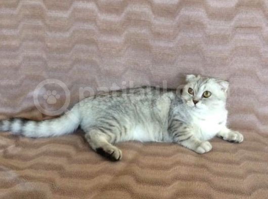 İki Adet 9 Aylık Dişi Scottish Fold Acil görsel