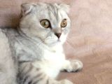 İki Adet 9 Aylık Dişi Scottish Fold Acil