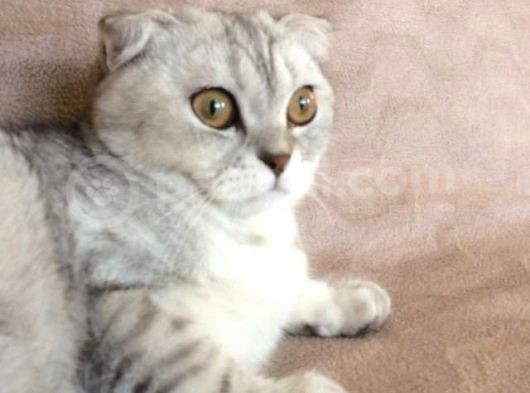 İki Adet 9 Aylık Dişi Scottish Fold Acil