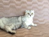 İki Adet 9 Aylık Dişi Scottish Fold Acil