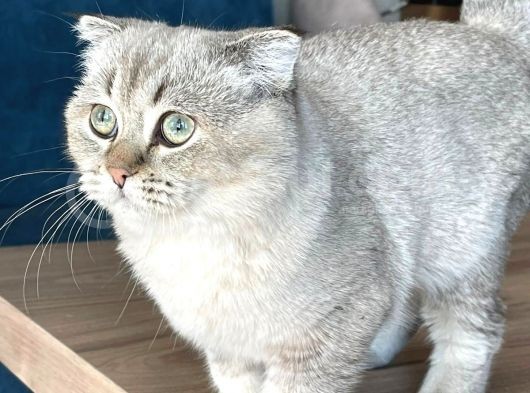 4 Aylık Kısa Bacaklı Oğlumuz Yeni Yuvasını Arıyor görsel