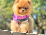 Pomeranian Boo Yavrularımız