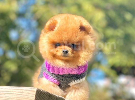Pomeranian Boo Yavrularımız görsel