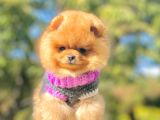 Pomeranian Boo Yavrularımız