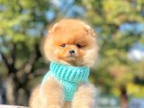 Pomeranian