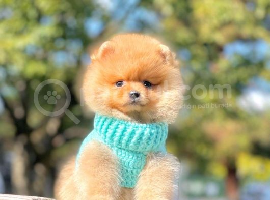 Pomeranian
