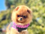 Pomeranian Boo Yavrularımız