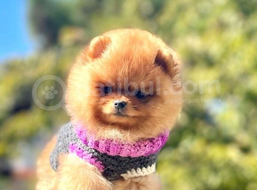 Pomeranian Boo Yavrularımız görsel