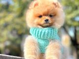 Pomeranian