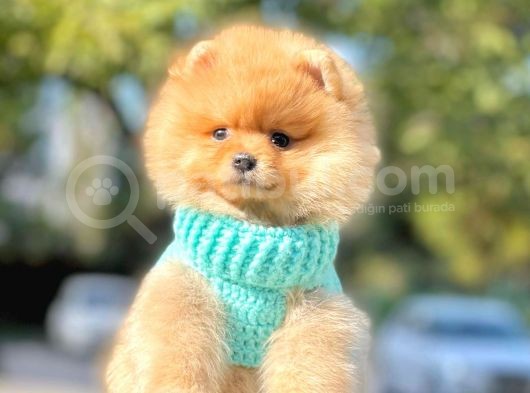 Pomeranian görsel