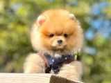 Pomeranian