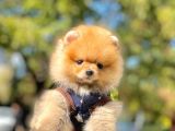 Pomeranian