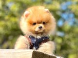 Pomeranian