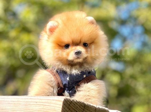 Pomeranian görsel